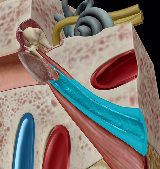 middle-and-inner-ear-eustachian-tubes